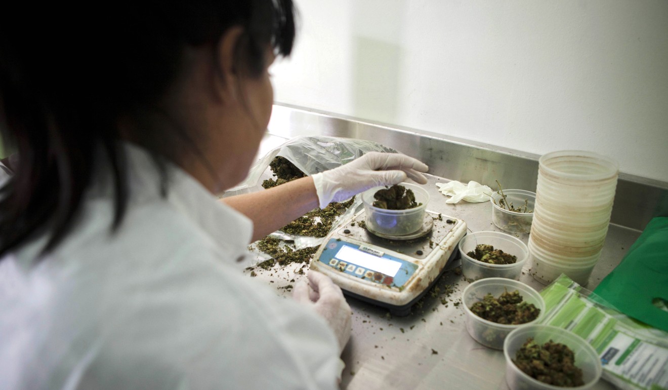 A worker weighs marijuana at the Tikkun Olam medical cannabis farm, near Safed, Israel. Photo: AP