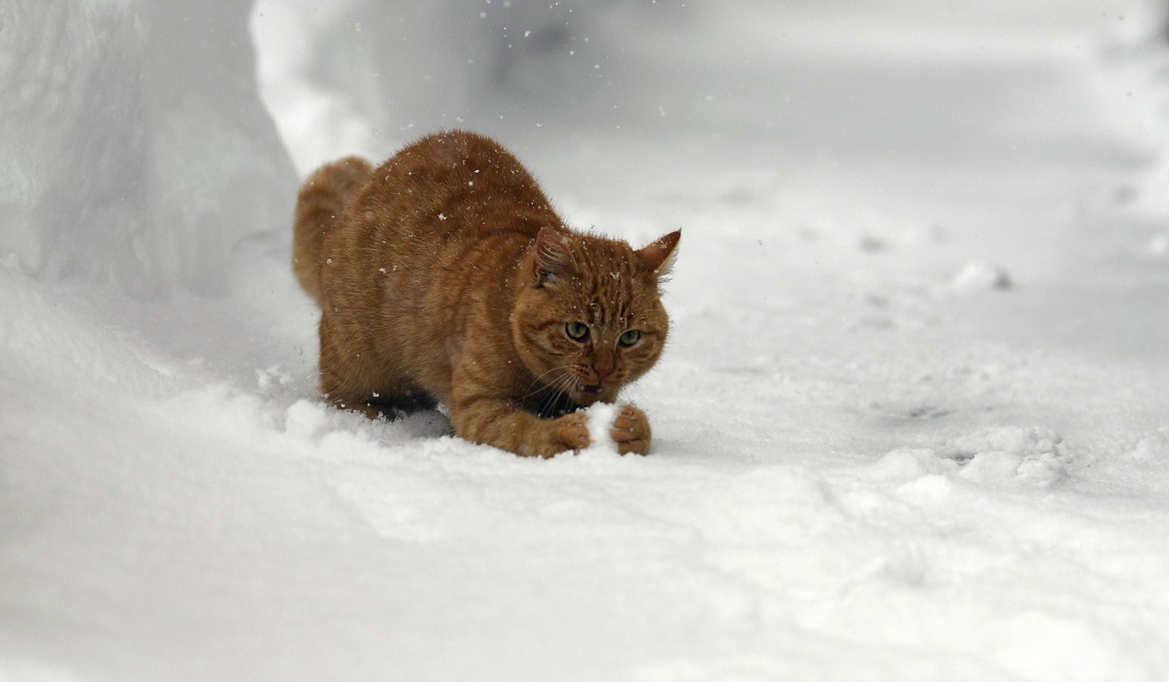 A cat playing in snow in Ramsau am Dachstein, Austria. Photo: AFP