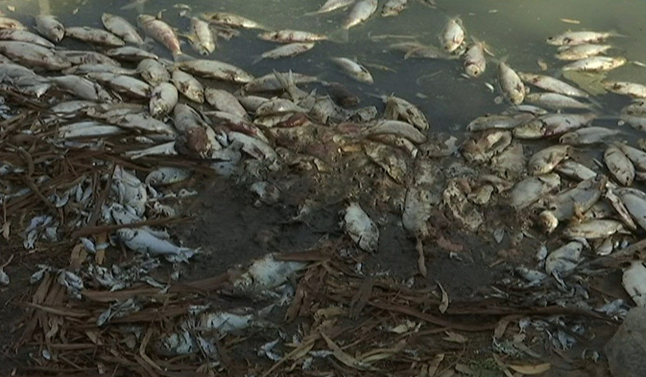 An Australian state government on Jan 15 announced plans to mechanically pump oxygen into lakes and rivers after hundreds of thousands of fish have died in heatwave conditions. Photo: Australian Broadcasting Corporation via AP