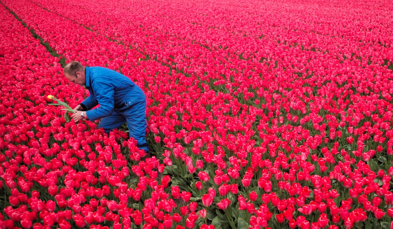 Yellow tulip in field of red flowers in Den Helderin. Photo: Reuters