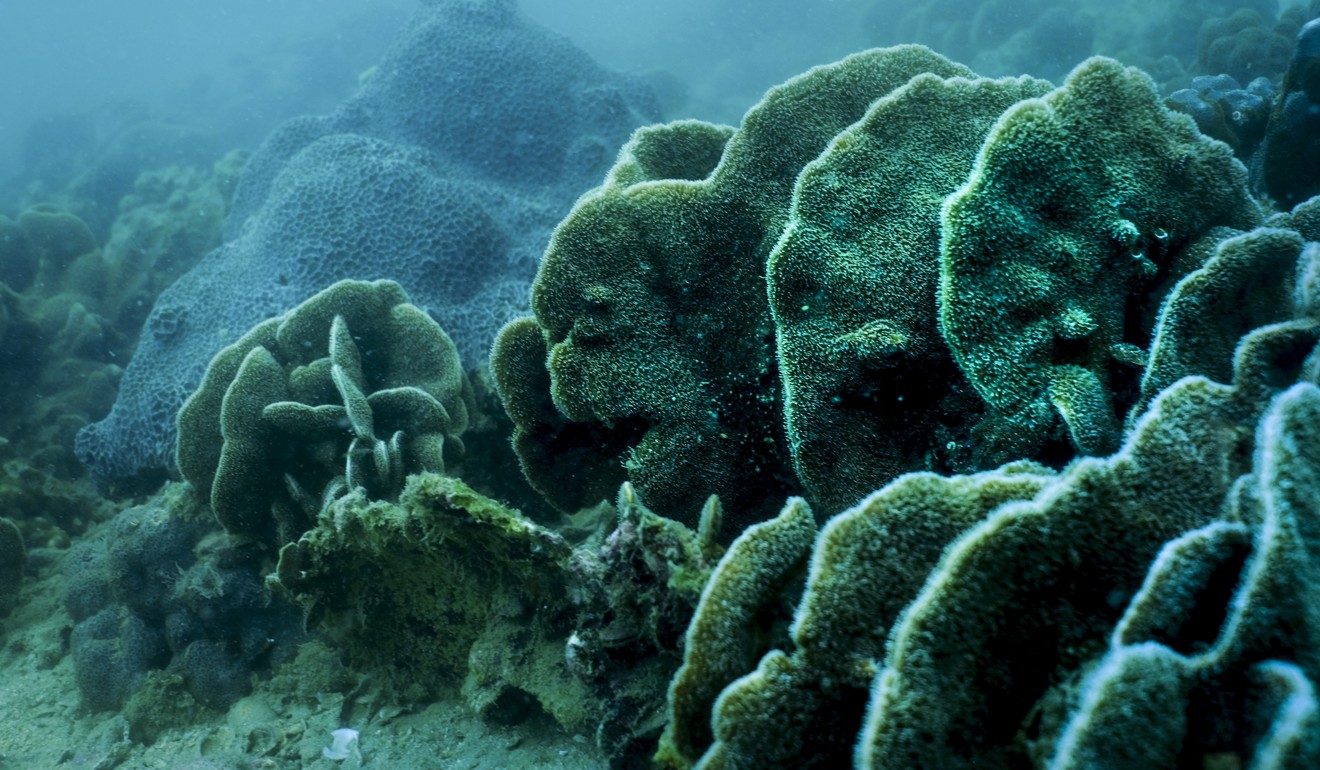 Corals in Hoi Ha Wan. Picture: James Wendlinger