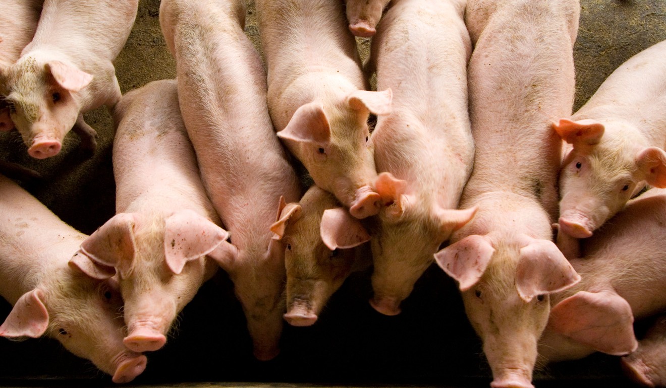 China’s pigs are vanishing as consumers go the whole hog for leaner ...