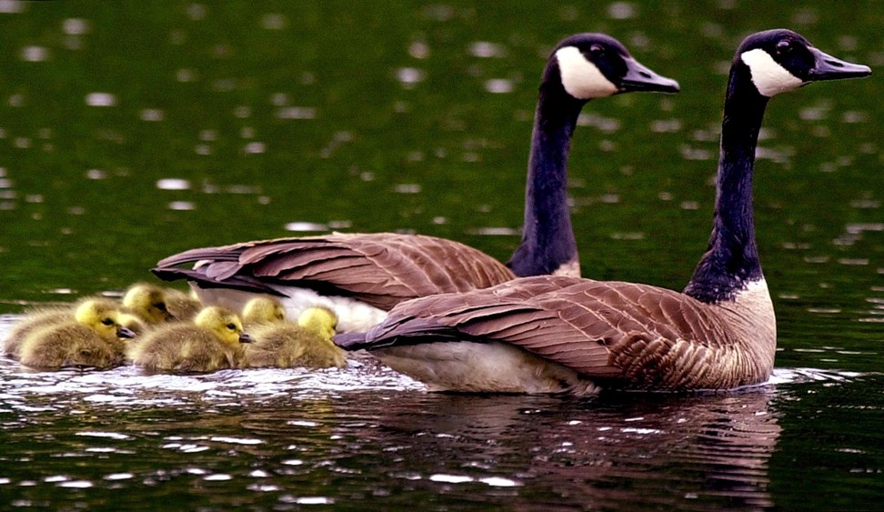 The slaughter of Canada geese has provoked opposition to the practice. Photo: AP