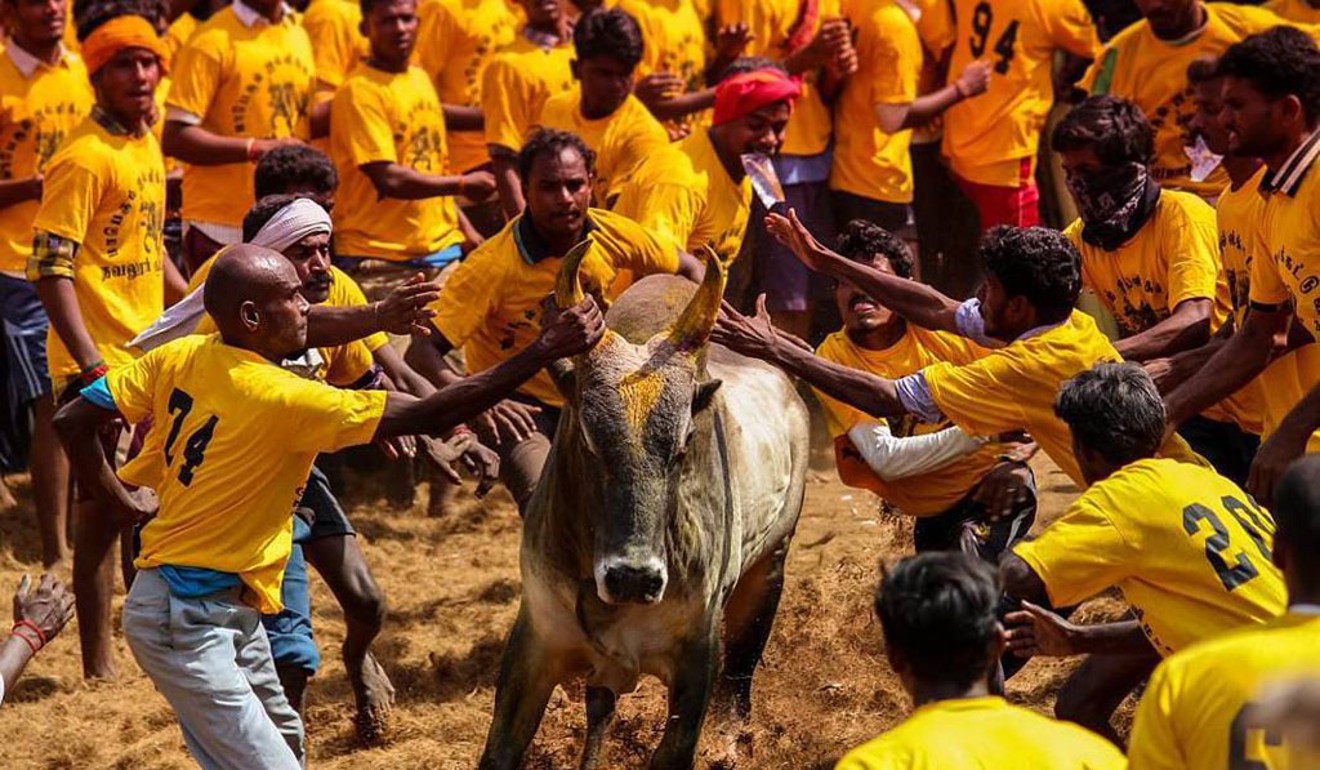 The 2017 pro-jallikattu protests attracted regional media attention, but Jabaraj sees it as an upper-caste tradition – Dalits are banned from taking part in the activity. Photo: Srinivassa Balaji