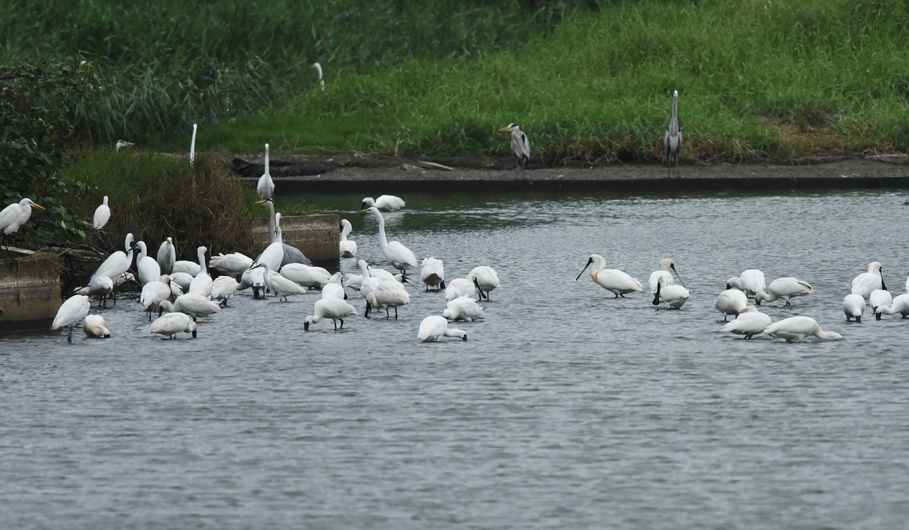 Black-faced spoonbills feed at a fish pond at Mai Po nature reserve. Photo: Tse Wai-lun/HKBWS