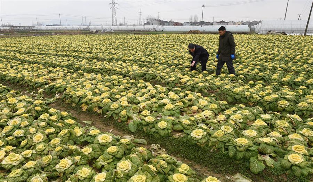 Hou Xilin said production of the “yellow rose” had been ramped up this year, with a crop of about 20,000 planted. Photo: Weibo