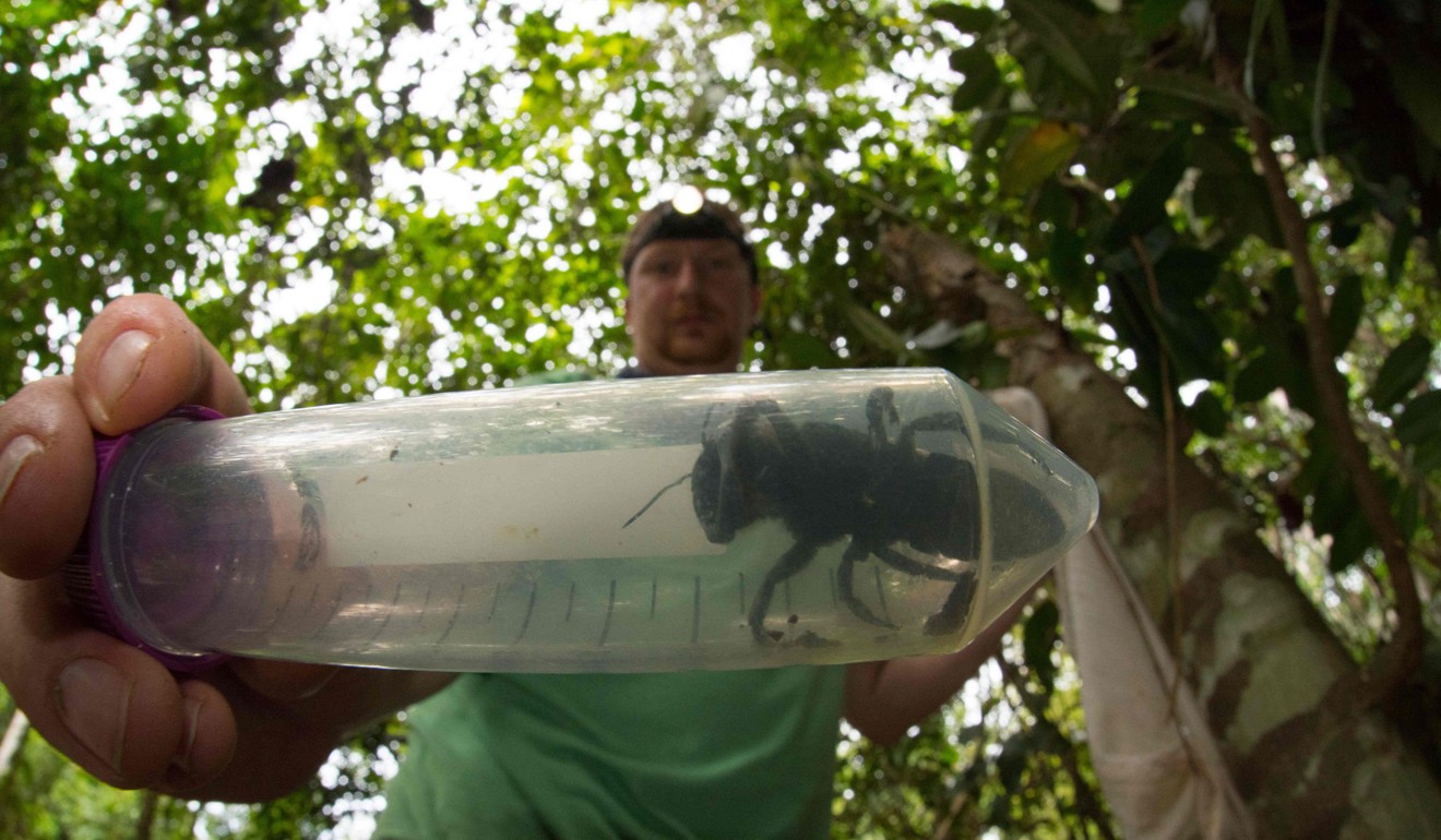 This undated handout picture provided by Global Wildlife Conservation shows entomologist and bee expert Eli Wyman with a Wallace’s giant bee (Megachile pluto) in the Indonesian islands of the North Malukus. Photo: AFP