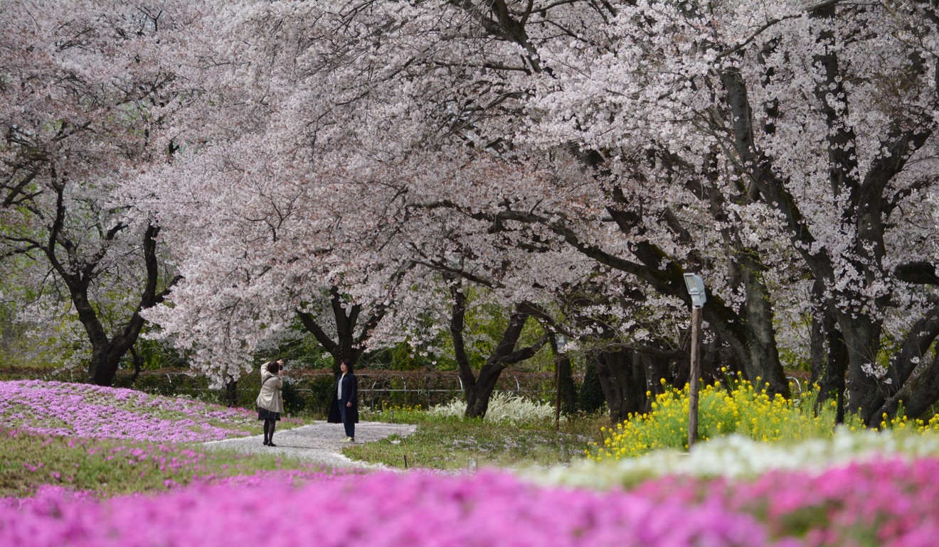 Visitors stroll in a garden of cherry blossoms in full bloom in Tatebayashi, about 75 kilometres north of Tokyo. Photo: AFP