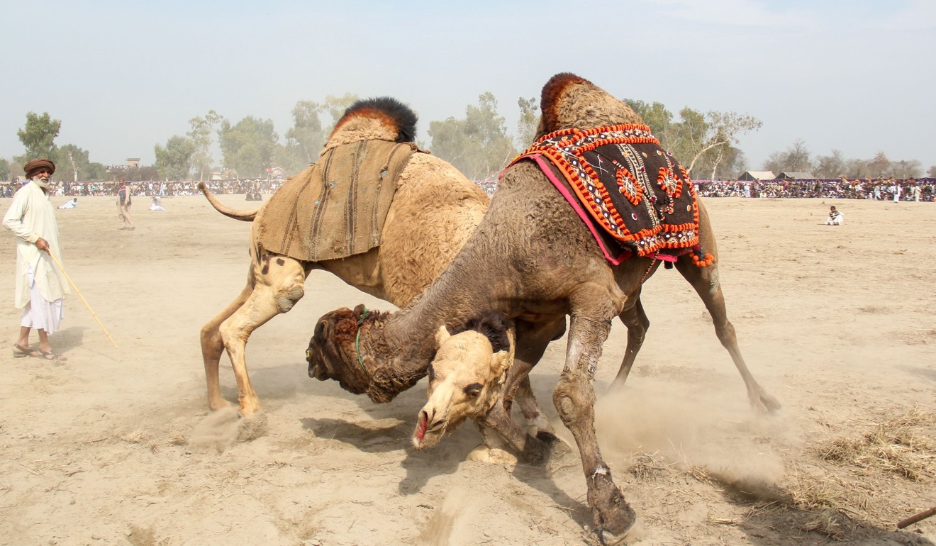 Camels fighting. Photo: AFP