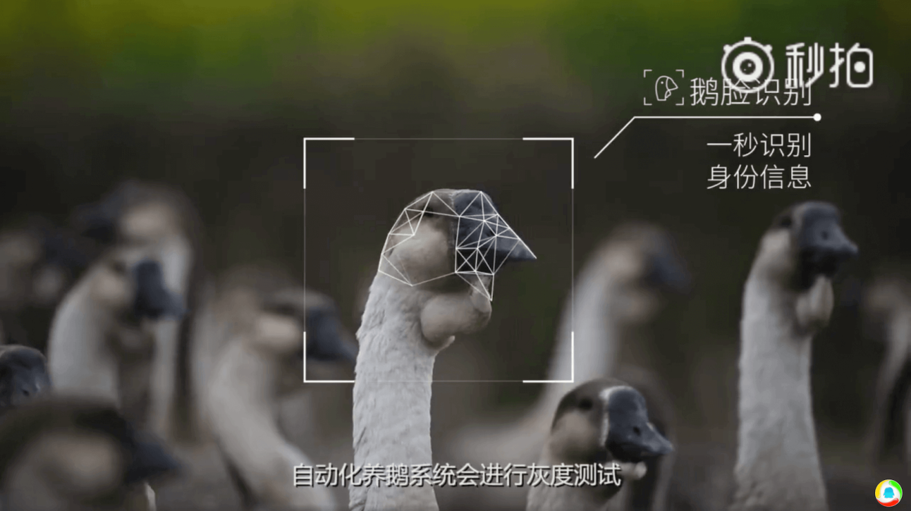 Facial recognition for geese (Picture: Tencent)