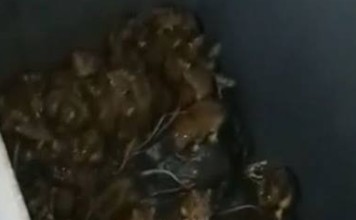 Rats are seeking higher ground as their nests are flooded by rains which are threatening basements of riverside museums, including the Louvre Rats are seeking higher ground as their nests are flooded by rains which are threatening basements of riverside museums, including the Louvre