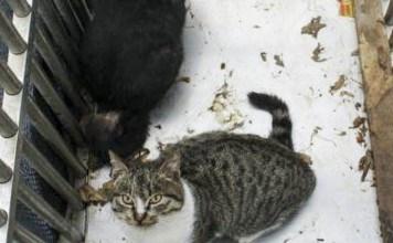 Some of the animals kept at the police station. Photo: Chinanews.com
