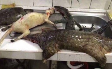A Chinese man was given five days’ detention after posting gruesome images of dead animals, many of them rare or endangered species, online and joking that he was preparing them for a Lunar New Year feast. Photo: Weibo