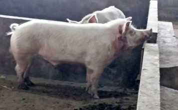 The killer pig. Photo: Thepaper.cn