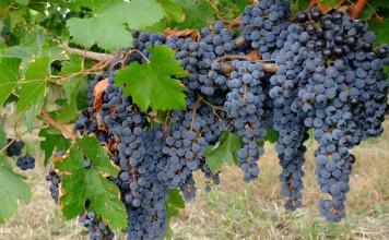Grapes in the Veneto wine region of Italy. Picture: Alamy