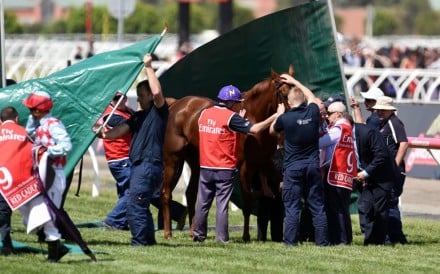 Screens go up around Hong Kong favourite Red Cadeaux as it fails to finish the Melbourne Cup at Flemington Racecourse. Photo: EPA