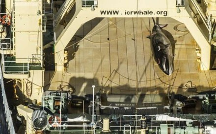 Japanese ship Nisshin Maru found in Australia waters with dead whale on deck. Photo: Sea Shepherd