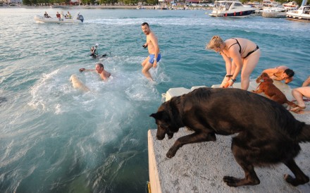 Dogs and their owners take part in the “Underdog 2017” beach race in Crikvenica, Croatia, on Sunday. Photo: Reuters