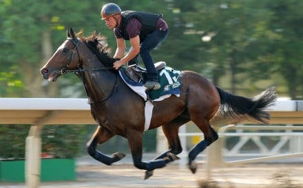 Hong Kong Vase contestant Tiberian gallops on the all-weather track at Sha Tin. Photos: Kenneth Chan