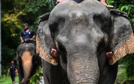 This picture taken on January 16, 2018 shows 43-year-old rescued elephant Kasturi walking inside the Kuala Gandah Elephant Conservation Centre in Kuala Gandah, Malaysia. Ten Rohingya refugees have been killed by hungry Asian elephants scavenging in the area where a refugee camp has gone up. Photo: AFP
