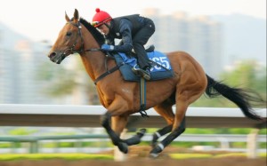 Super Tiger. Photo: Kenneth Chan