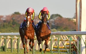 Orfevre (left) and Gentildonna fight out the finish to the 2012 Japan Cup. Photo: AFP