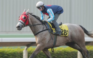 Zac Purton got a feel for Divine Calling in a barrier trial last week.