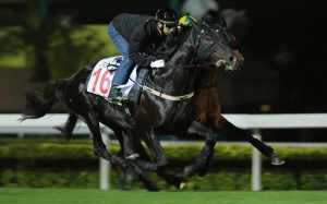 Joao Moreira gives last year's Hong Kong Vase winner Dominant a turf gallop on Tuesday morning. Photo: Kenneth Chan