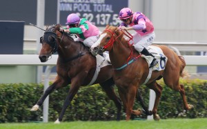 Aerovelocity kicks back to hold off favourite Silly Buddies in the Class Three over 1,200m that kicked off international day in 2013. A year on, Paul O'Sullivan's Aerovelocity is likely to start favourite in the Hong Kong Sprint. Photo: Kenneth Chan
