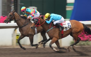 Super Jockey, ridden by Zac Purton, wins the 1,200m at Sha Tin on Sunday. The victory lands a place for the Tony Millard trained dirt runner in the Golden Shaheen. Photos: Kenneth Chan
