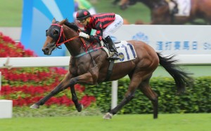 Thewizardofoz strides away for an effortless win in Class Three on Sunday, one of the few sons of Redoute's Choice to perform in Hong Kong. Photo: Kenneth Chan