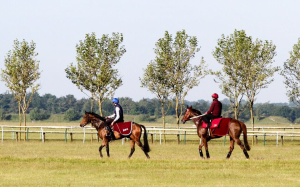 Able Friend and Thomas Yeung head out for their first look at the Newmarket training tracks, following behind Michael Bell-trained three-year-old My Strategy and Louis Steward. Photo: HKJC 