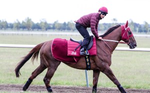 Able Friend, with trackwork rider Thomas Yeung aboard, is put through his paces at Newmarket ahead of the Queen Anne Stakes at Royal Ascot. Photos: Liesl King