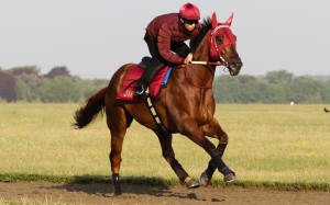 Able Friend and work rider Thomas Yeung prepare for Royal Ascot with a hit out at Newmarket. Photos: Liesl King