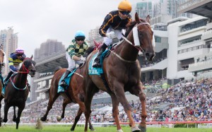Able Friend could clash with stablemate Designs of Rome at the Sha Tin Trophy. Photo: Kenneth Chan 