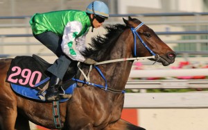 Everyday Lettuce was the front-runner for the 2015 Horse Name of the Year, but in a major upset, has been pipped at the post by a horse named on Monday. Photo: Kenneth Chan