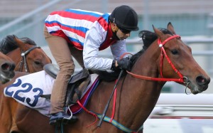 Volitation caught the eye with his third behind Confucius Spirit on Wednesday. Photo: Kenneth Chan