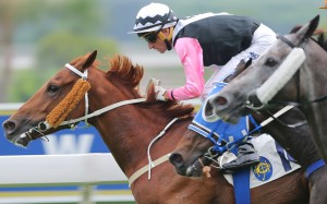 Magical Beauty has not been looking particularly genuine in the concluding stages in recent starts, but he still looks a reliable banker in the final leg of the Triple Trio. Photo: Kenneth Chan