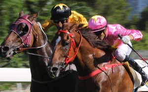 Dashing Fellow is just outgunned by Sun Jewellery in the Group Three Premier Cup last start. Photo: Kenneth Chan