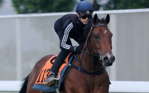 Sam Clipperton gallops Booming Delight at trackwork. Photos: Kenneth Chan
