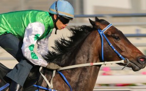 Everyday Lettuce is one of the more ridiculous racehorse names of recent times. The name is a case of a direct translation from Chinese gone wrong. Photos: Kenneth Chan.