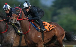 Limitless puts in an outstanding piece of work with jockey Neil Callan at Sha Tin on Thursday morning ahead of an 1,800m Class Two on Sunday. Photos: Kenneth Chan