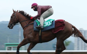 Able Friend at trackwork last month. The five-time Group One winner was found to be lame on Thursday morning. Photos: Kenneth Chan.
