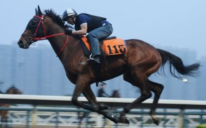 Limitless galloping on the all weather track at Sha Tin ahead on the Hong Kong Derby on Sunday. Photos: Kenneth Chan