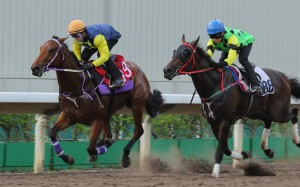 Amazing Star finishes ahead of Nothingilikemore in a trial on the Sha Tin dirt last week. Photos: Kenneth Chan.