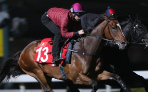 Tommy Berry puts Werther through his paces. Photos: Kenneth Chan