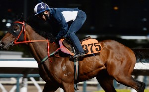 Ping Hai Star at trackwork. Photos: Kenneth Chan