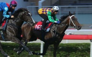 Cheerful Giggles trials alongside fellow four-year-old Ruthven on December 12. Photos: Kenneth Chan.