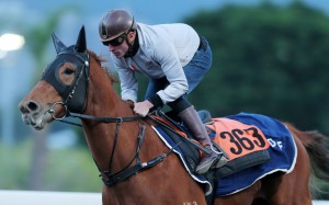 Amazing Satchmo gallops at trackwork. Photos: Kenneth Chan