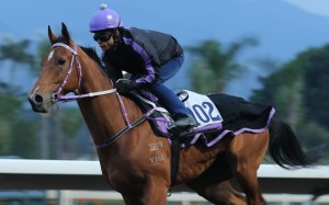Superior Boy gallops on Monday morning. Photos: Kenneth Chan